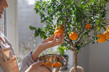 woman collects oranges from a small tree in a wicker basket. citrus fruits grow on branches. ripe...