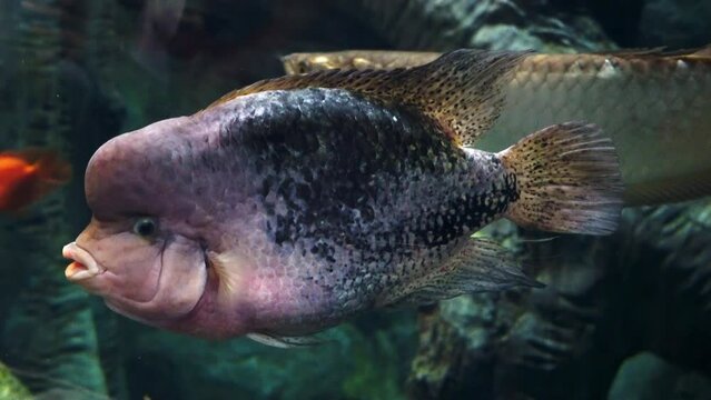 beautiful sea fish in the aquarium close-up