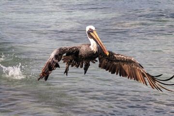 Massive Pelican feeding at the beaches of Cozumel.