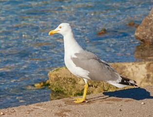 Seagull on coast of sea on sunny day. Adriatic Sea, Montenegro