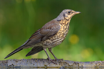 Young Fieldfare thrush (turdus pilaris) posing on some branch in light sunny day 