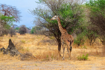 Giraffe in savanna in Tarangire national park in Tanzania. Wild nature of Tanzania, East Africa