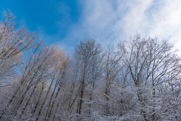 Rime on deciduous trees in winter forest skyward blue sky