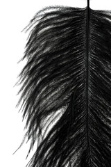 Obraz premium abstract black feathers on white background texture