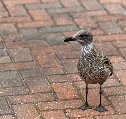 young seagull on a rock