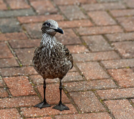 a young seagull on a stone