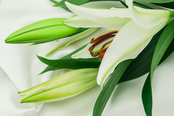 Obraz premium Beautiful white Lilies on white background