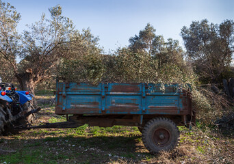 Olive pruning in the Mediterranean.  Pruned olive branches loaded on the tractor. 