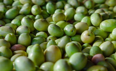 Green organic olive fruits. Selective focus on a pile of olives.