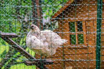 One hen in hen house behind mesh wire fence sit on stairs. Selective focus. Wire fence with hanging rain drops © Alexandre Patchine
