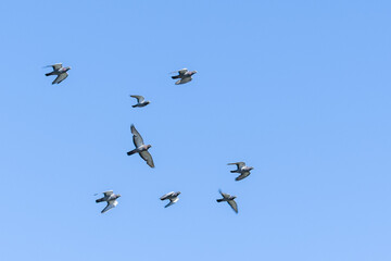A bunch of flying birds