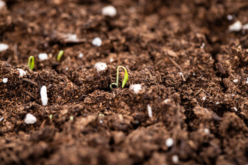 small first leaves growing in ground