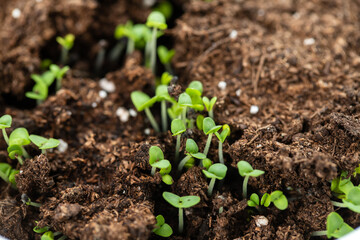 small first leaves growing in ground
