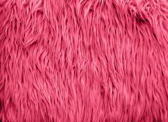 Fototapeta premium long fluffy fur in neutral light condition as background wallpaper. 