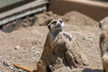 Fototapeta premium Meerkats