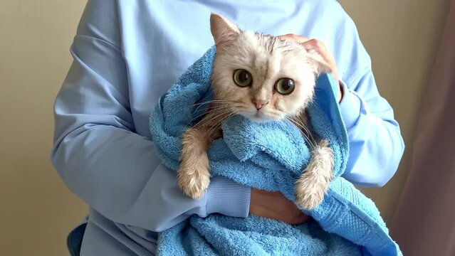 A girl in blue clothes, wiping a funny white wet cat with towel