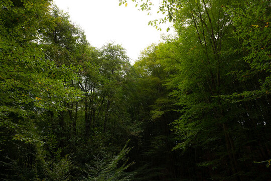 Lush forest view. Carbon net zero or decarbonization concept photo