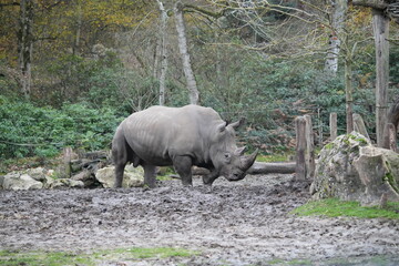 Naklejka premium zoo de thoiry