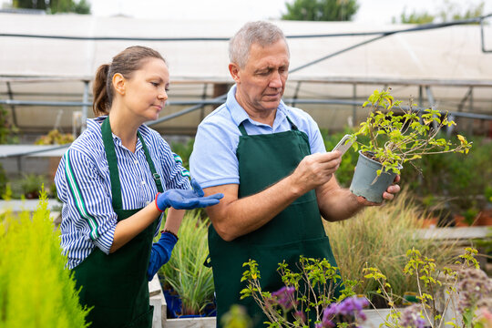 Positive man and woman in uniform taking photo of name of plant on smartphone in conservatory