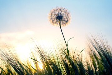 Plakat Dandelion among the grass against the sunset sky. Nature and botany of flowers