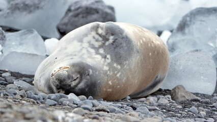Fototapeta premium Crabeater seal (Lobodon carcinophaga) lying on the beach at Brown Bluff, Antarctica