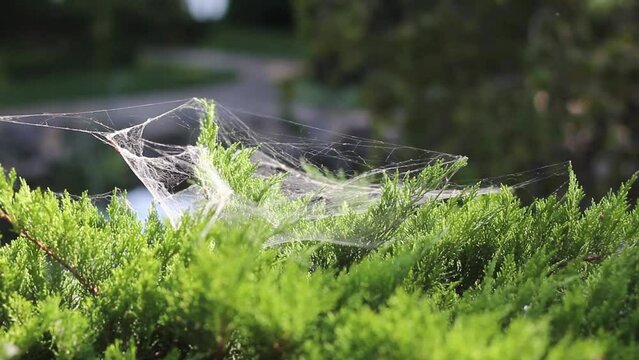 Spidernet Spidernet Bilder – Durchsuchen 290 Archivfotos, Vektorgrafiken und ...