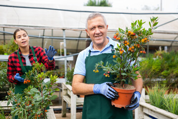 Happy middle-aged male gardener wearing uniform and holding potted Arbustus Unedo shrub in...