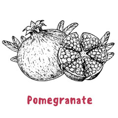 Pomegranate fruit hand drawn sketch. Vector illustration. Design, package, brochure illustration. Pomegranate illustration. Design elements for packaging design and other.