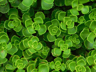 Close-up top view on plectranthus.