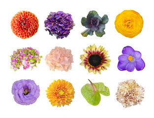 Macro photo flowers chrysanthemum, rose, cabbage, clematis, anthurium, sunflower on white isolated...