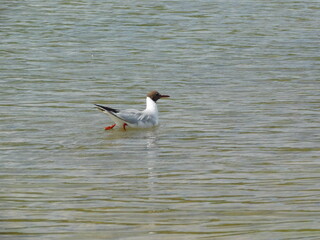  black-headed gull (Chroicocephalus ridibundus) is a small gull that breeds in much of the Palearctic including Europe and also in coastal eastern Canada. Most of the population is migratory and winte
