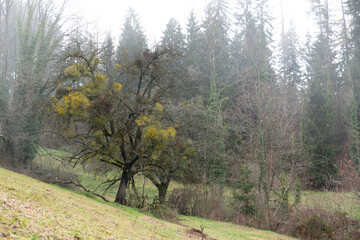 Obraz premium Viscum album . European mistletoe . Weißbeerige Mistel