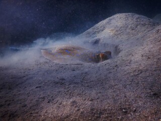 Bluespotted Ribbontail Ray Taeniura lymma This smaller ray has an oval pectoral disc that is usually yellow to brown to olive-green and scattered with blue spots on top, and white underneath.