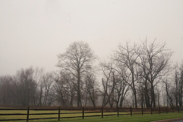 Bare Winter Trees in Fog