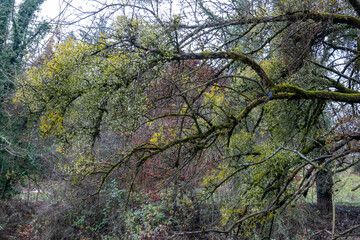 Fototapeta premium Viscum album . European mistletoe . Weißbeerige Mistel