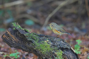 red flanked blue tail on a perch