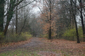 Obraz premium Trail through Woodland on Rainy Winter Day