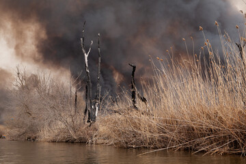 Fire in nature reserve. Fire mercilessly destroys flora and fauna. Disaster
