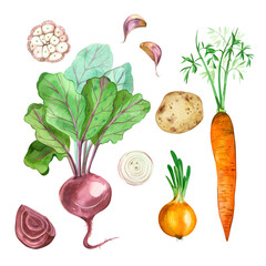 Vegetables. Set of vegetables on a white background. Onions, garlic, carrots, red beets, potatoes hand-drawn in watercolor on a white background. Suitable for print, menu, kitchen, tableware.