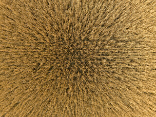 Close up aerial view of wheat field. Farmland crops in detail view.