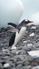 Fototapeta premium Gentoo penguin (Pygoscelis papua) walking past chunks of ice on the beach at Brown Bluff, Antarctica