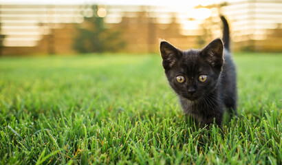 Black curiously kitten outdoors in the grass summer copy space - pet and domestic cat concept. Copy...