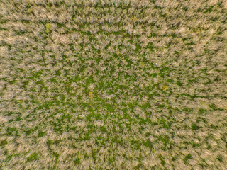 High angle aerial view on agricultural wheat field. Rural farming in Switzerland.