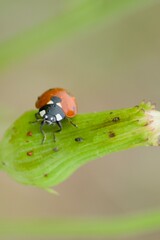 ladybug on a leaf