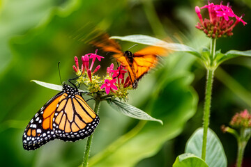 Schmetterling auf grünem Blatt © MH Foto