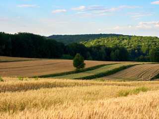 Fototapeta na wymiar Golden wheat fields. Full-grown crop fields.