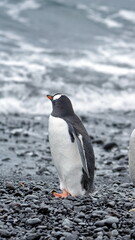 Fototapeta premium Gentoo penguin (Pygoscelis papua) on the beach at Brown Bluff, Antarctica
