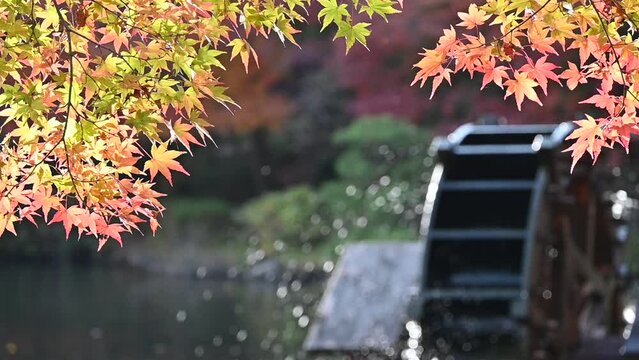 水車と紅葉