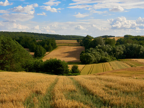 Golden wheat fields. Full-grown crop fields.