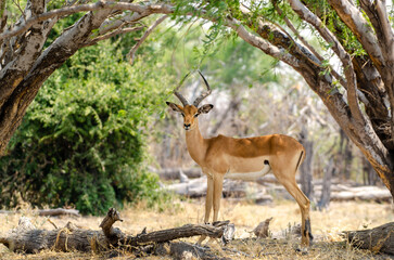 Male Impala framed by trees in chobe nationalpark